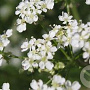 Anthriscus sylvestris GM 2,0L