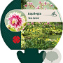 Aquilegia 'Nora Barlow' GM P9
