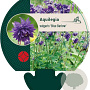 Aquilegia v. 'Blue Barlow' GM P9