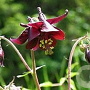 Aquilegia v. 'Grandmother's Garden' GM P9