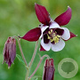 Aquilegia v. 'William Guiness' GM P9