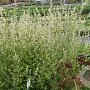 Artemisia lactiflora 'Weisse Dame' GM P9
