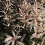 Aruncus aethusifolius 'Opulenz' GM P9