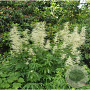 Aruncus dioicus 'Whirlwind' GM P9