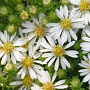 Aster ericoides 'Snowflurry' GM P9