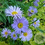 Aster laevis 'Anneke van der Jeugd' GM P9