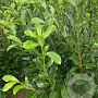 Prunus l. Legend 150-160 cm met kluit solitair