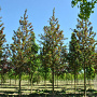 Acer campestre 'Red Shine' 12-14 HO draadkluit