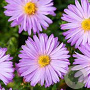 Aster (D) 'Marjorie' GM P9