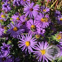 Aster (D) 'Nesthäkchen' GM P9