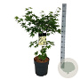 Acer pal. 'Osakazuki' 60-80 cm 10L