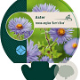 Aster n.-a. 'Barr's Blue' GM P9