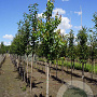 Acer rubrum 'Red King' 6-8 HO draadkluit