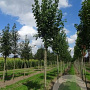 Acer rubrum 'Scanlon' 20-25 HO draadkluit 250 cm stam