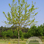 Acer s. 'Laciniatum Wieri' 20-25 HO draadkluit
