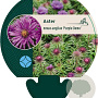 Aster n.-a. 'Purple Dome' GM P9