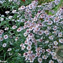 Aster (U) 'Pink Buttons' GM P9