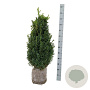 Buxus sempervirens 80-100 cm met kluit struik