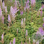 Astilbe c. 'Pumila' GM P9
