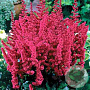 Astilbe c. 'Vision in Red' GM P9