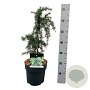 Cedrus deod. 'Feelin' Blue' 30-40 cm 5,0L