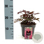 Astilbe (A) 'Red Shades' GM 2,0L