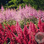 Astilbe 'Vision' GM P9