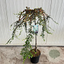 Cotoneaster suec. 'Juliette' 120 cm stam 10L
