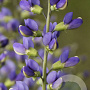 Baptisia 'Blue Bubbly' GM P9