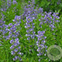 Baptisia 'Starlite' GM P9