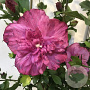 Hibiscus syr. Magenta Chiffon 50-60 cm 7,5L