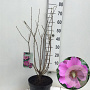 Hibiscus syr. Pink Giant 80-100 cm 7,5L