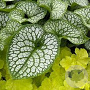 Brunnera macr. 'Silver Star' GM P9