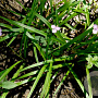 Callisia rosea GM P9