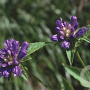 Campanula foliosa GM P9