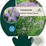 Campanula lact. 'Prichard's Var.' GM P9