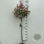 Photinia fraseri Carré Rouge 80 cm stam 7,5L