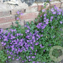 Campanula portenschlagiana GM P9