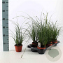 Carex brunnea 'Camara' 15-20 cm P10,5