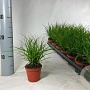 Carex brunnea 'Camara' 15-25 cm P8