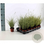 Carex brunnea 'Jubilo' 20-30 cm P8
