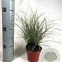 Carex brunnea 'Jubilo' 20-30 cm P10,5