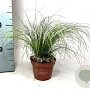 Carex comans 'Frosted Curls' 15-25 cm P10,5