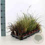 Carex Gemengd 20-30 cm P8