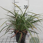 Carex morrowii 'Ice Dance' GM 2,0L