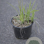 Carex morrowii 'Ice Dance' GM 2,0L