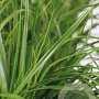 Carex oshim. 'Green Wonder' GM P9