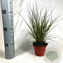 Carex 'Phoenix Green' 20-30 cm P10,5