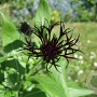 Centaurea montana 'Black Sprite' GM P9