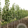 Tilia americana 'American Sentry' 8-10 HO draadkluit